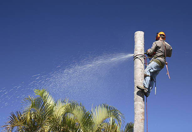 Best Tree Removal  in Beverly, OH