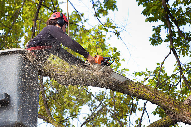 How Our Tree Care Process Works  in  Beverly, OH