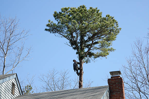 Best Commercial Tree Services  in Beverly, OH