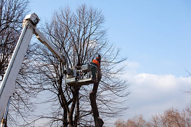 Best Weed Control  in Beverly, OH