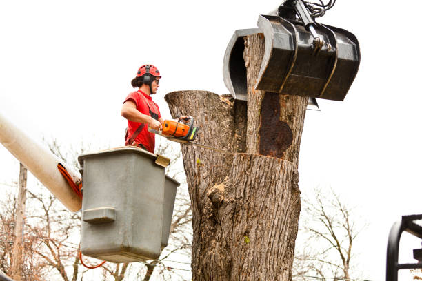 Reliable Beverly, OH Tree Care Solutions