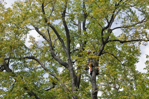 Best Tree Cabling and Bracing  in Beverly, OH